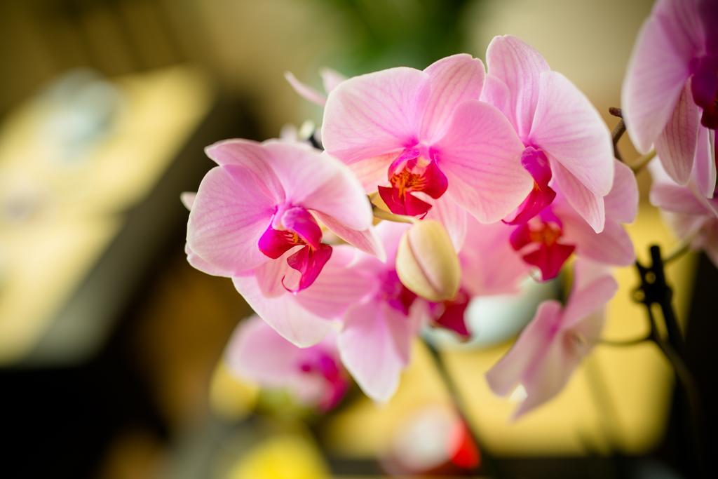 Orchidea Acomodação com café da manhã  Florença