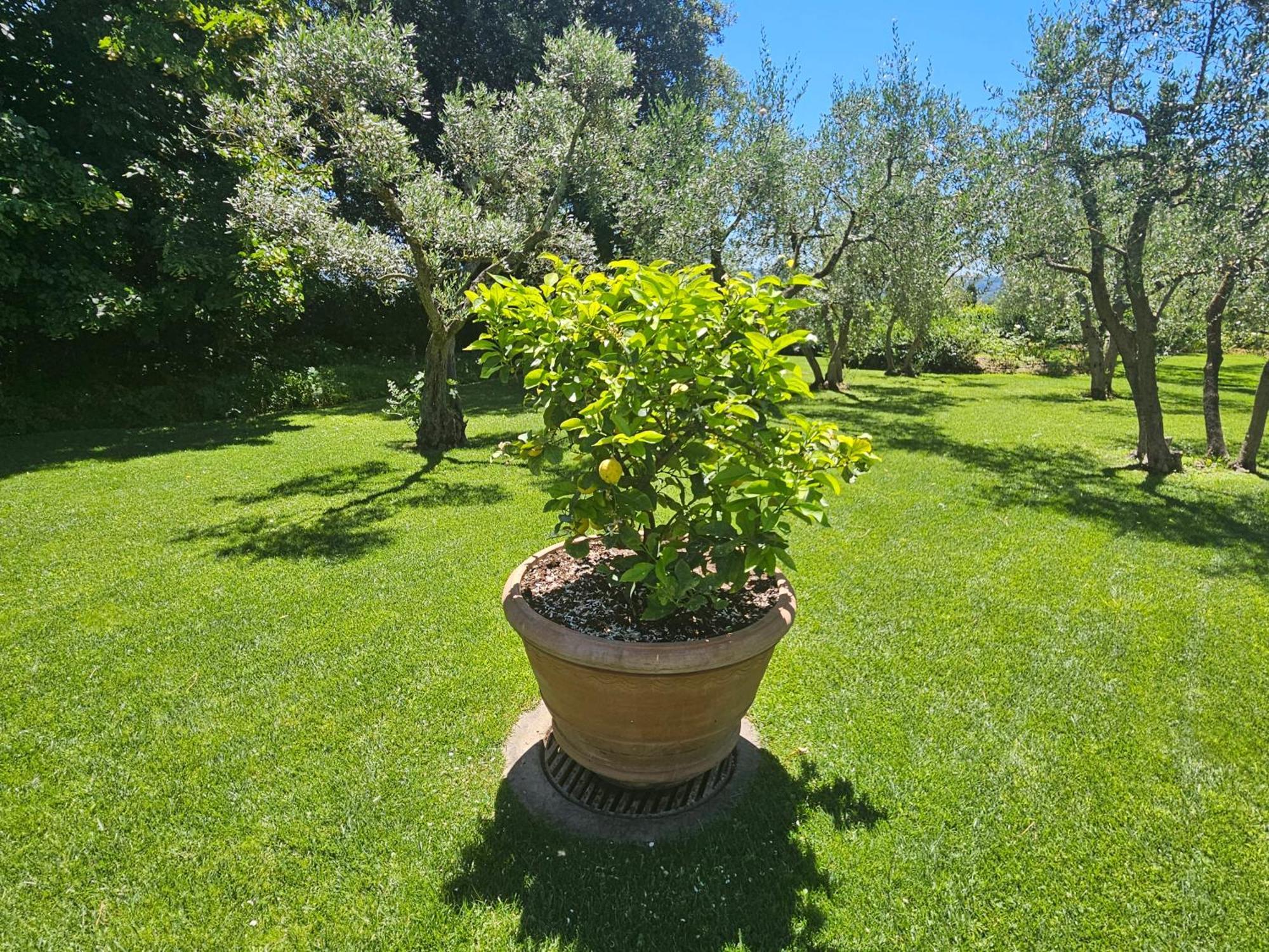 Il Pino Villaer