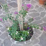 Florence Stadium B&B
