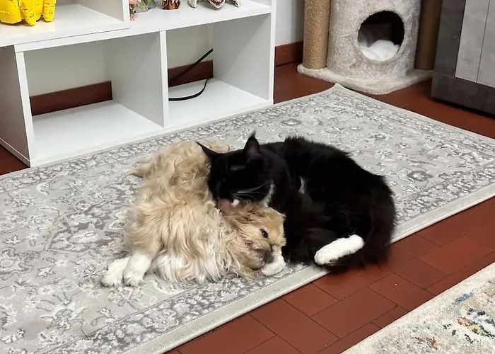 Comfortable Room In A Pet-Friendly Home