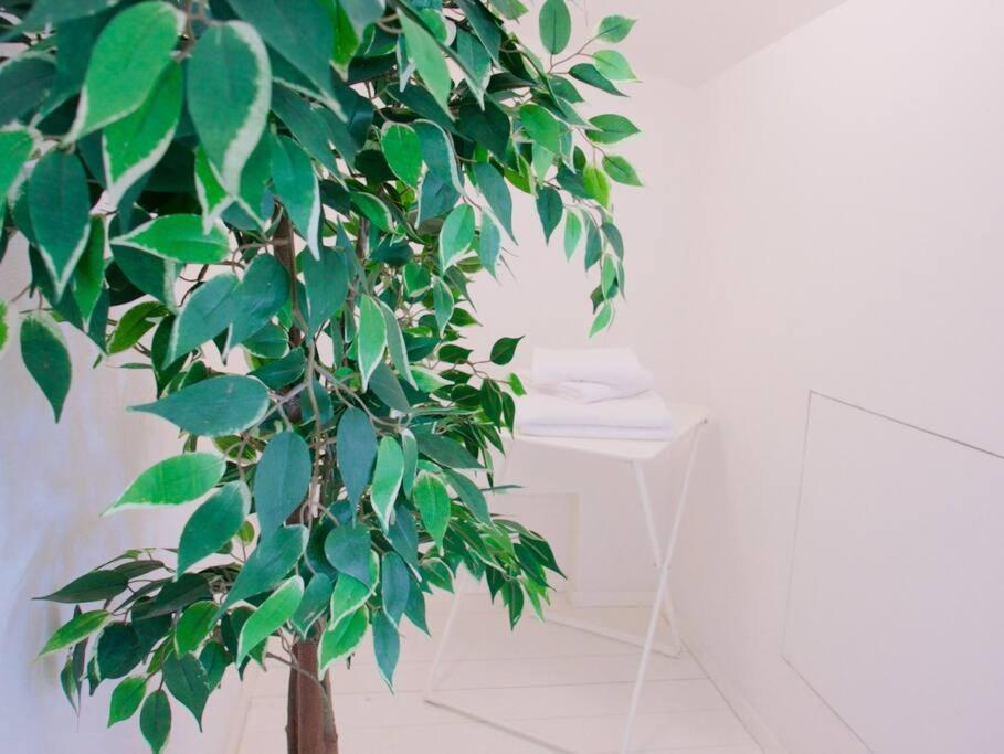 Bright Flat In Oltrarno Leilighet Firenze
