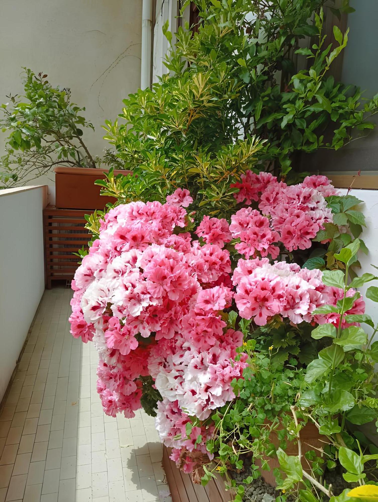 Lejlighed La Casa Dei Fiori Firenze