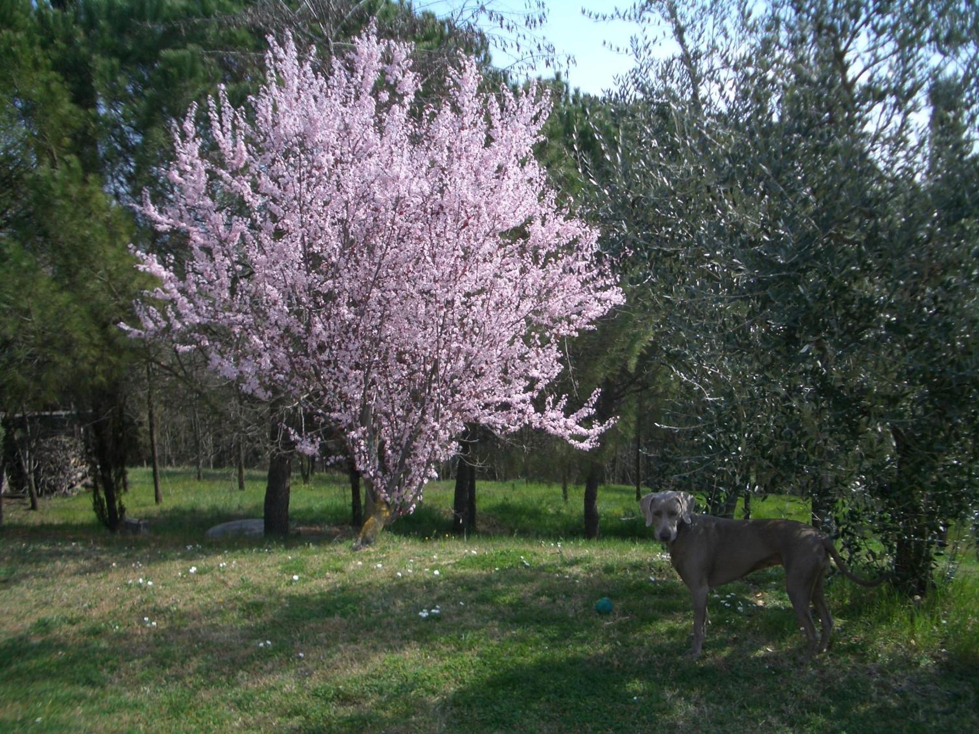Casa de férias Il Cigliere Your In The Heart Of Tuscany *