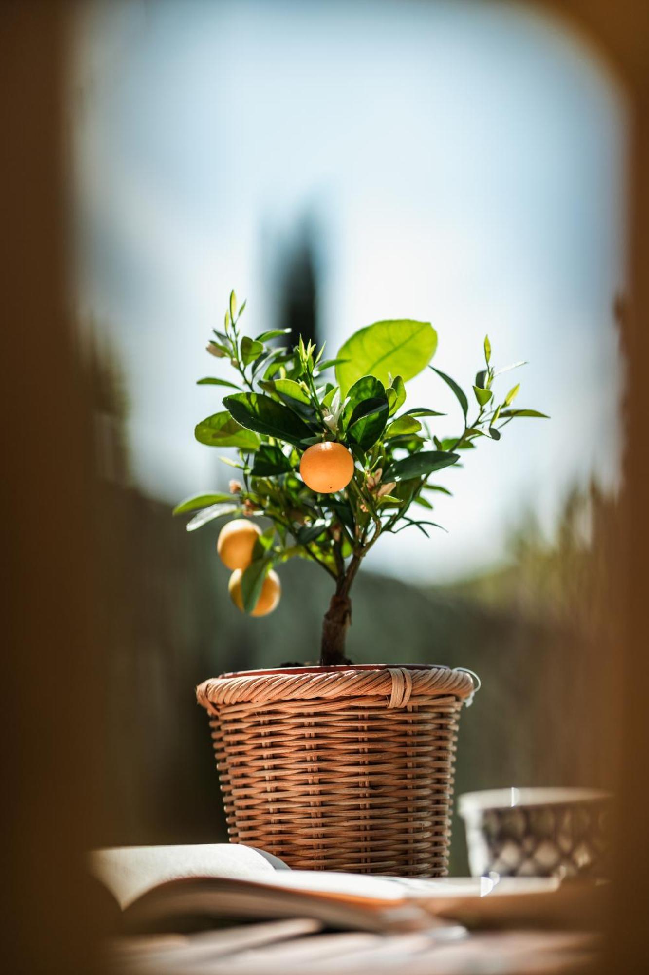 Bed & Breakfast Rovezzano 3*