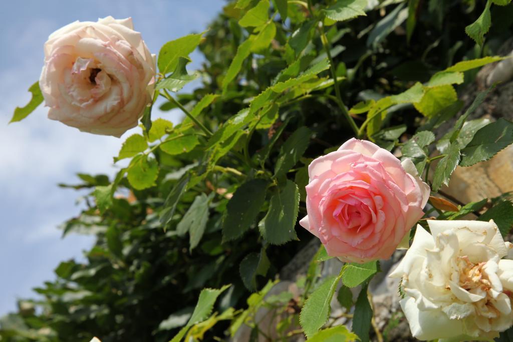Bed & Breakfast Rovezzano Florence