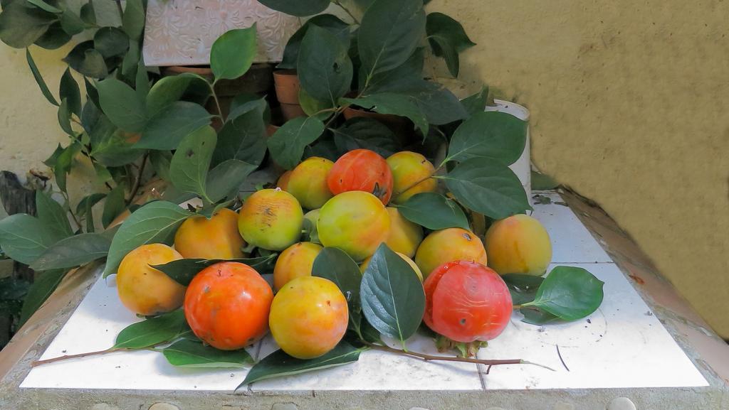 Acomodação com café da manhã  Orti Di Cimabue