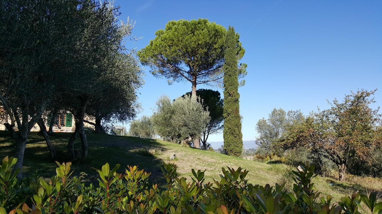 Ulivello Firenze