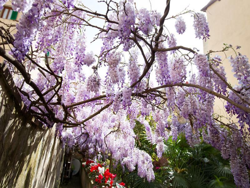 Bed & Breakfast Orchidea Firenze