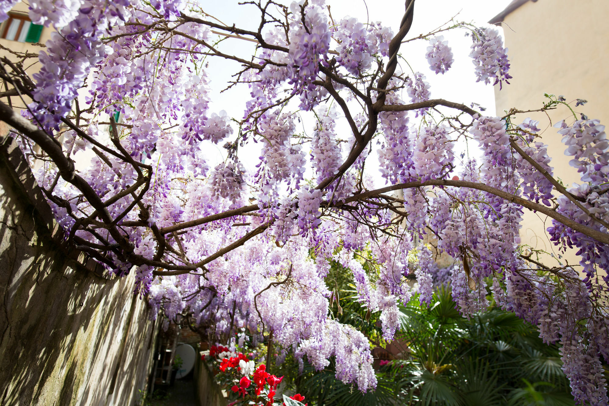Bed & Breakfast Orchidea Firenze