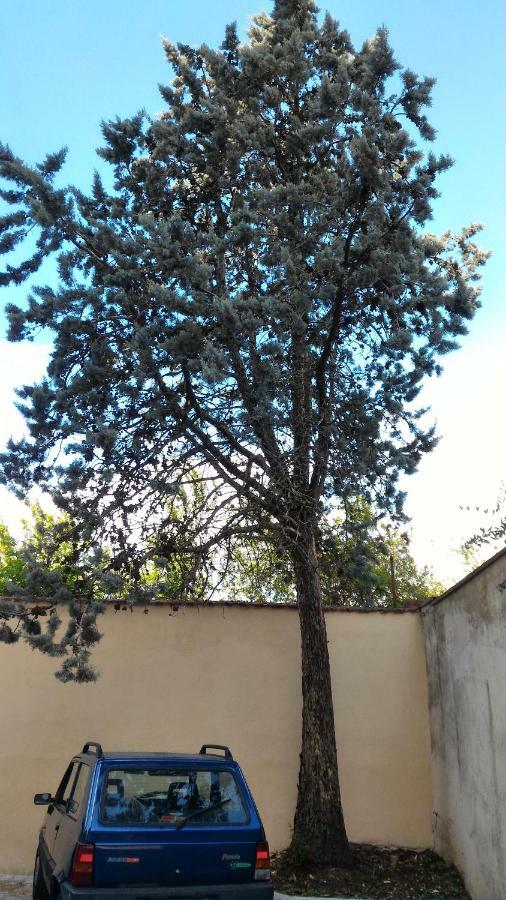 Il Gufo Pensatore