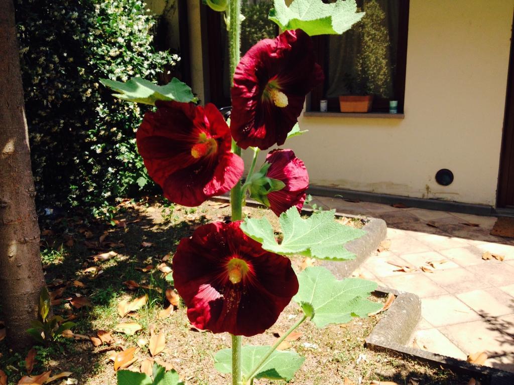La Casa Di Scarlett Bed & Breakfast