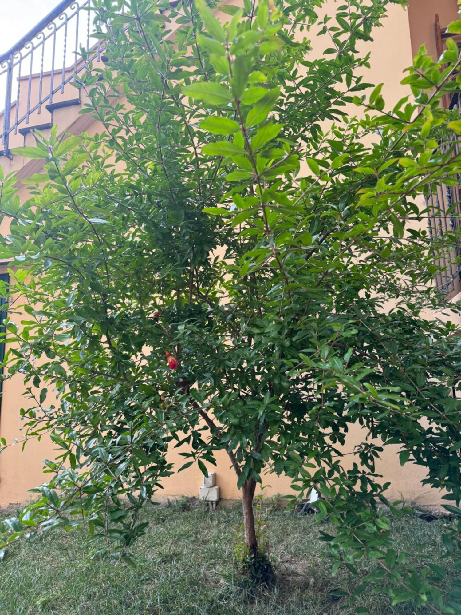 La Casa Di Grace Firenze