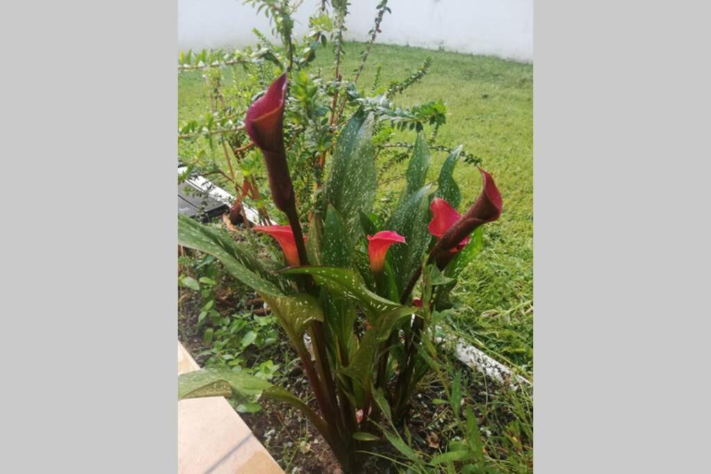 Flower Garden Vicino Al Centro Leilighet *