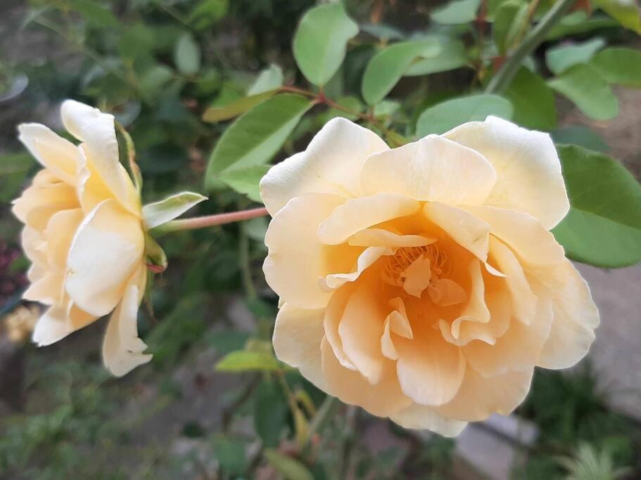 Villino La Rosa Antica Lejlighed *