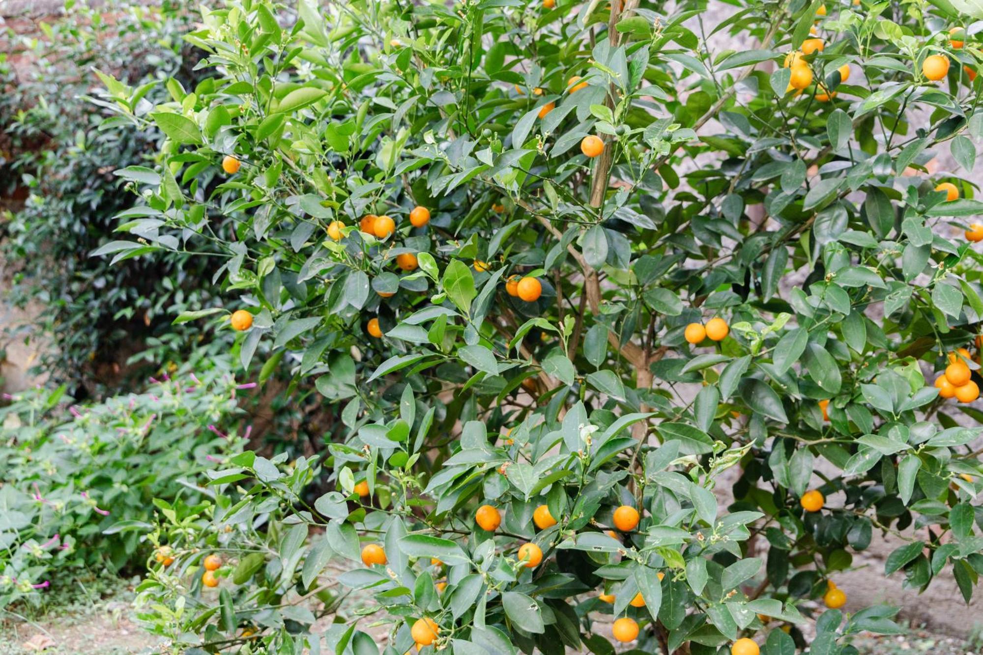 Gæstehus Au Jardin De Firenze