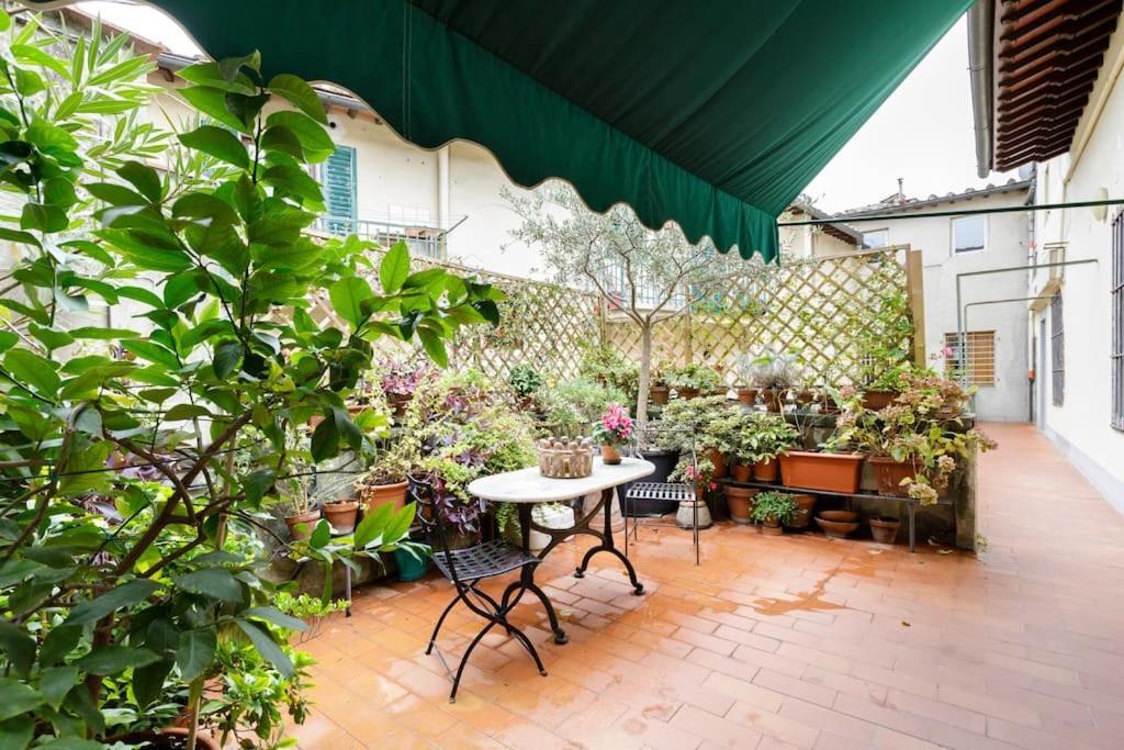 - Anthurium * Firenze