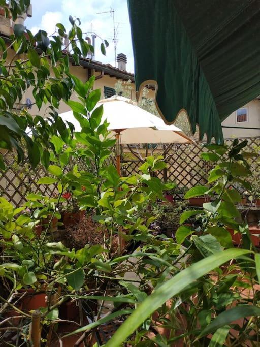 - Anthurium * Firenze