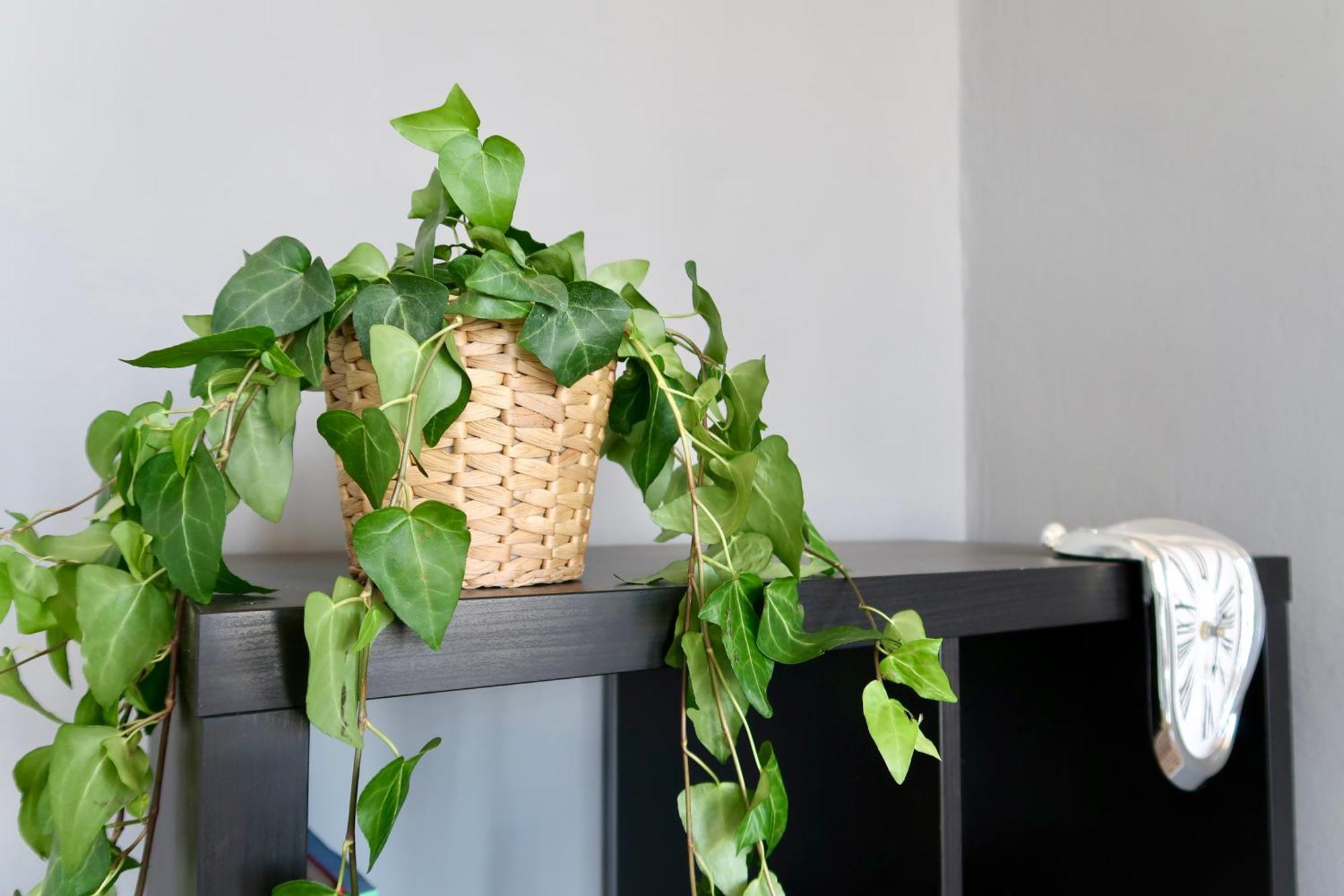 Affittacamere Spacious Esthers E Near Smn Firenze